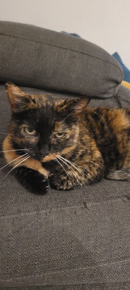 Guiness le chat antifa trop dark beaucoup plus dark que la plus dark de tes copines.