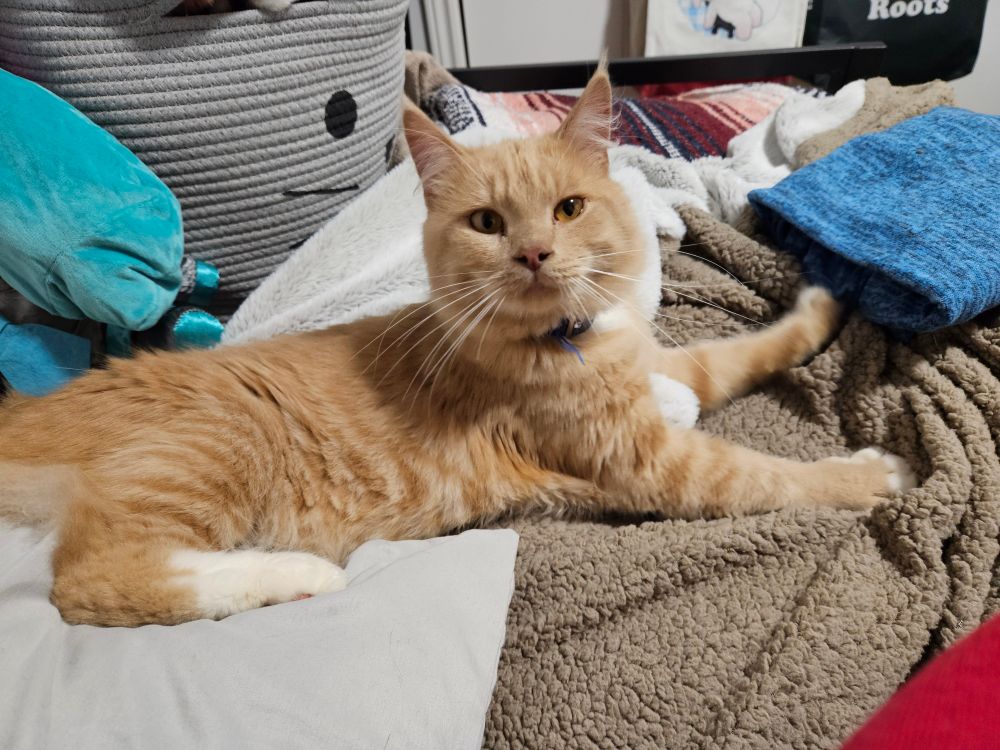 A picture of a orange cat with medium-fluffy fur, looking at the camera as he's sprawl-sat upon a bed.