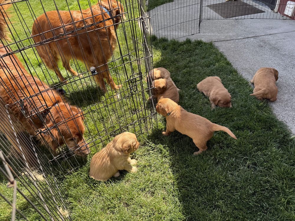 golden retriever puppies playing in the grass, with two adult dogs watching through the fence