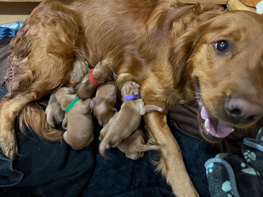 Bea and her newborn litter