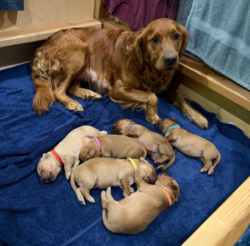 Bea overlooking her litter