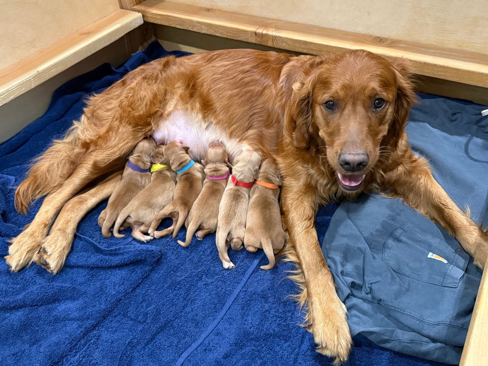 Bea on her side with her litter