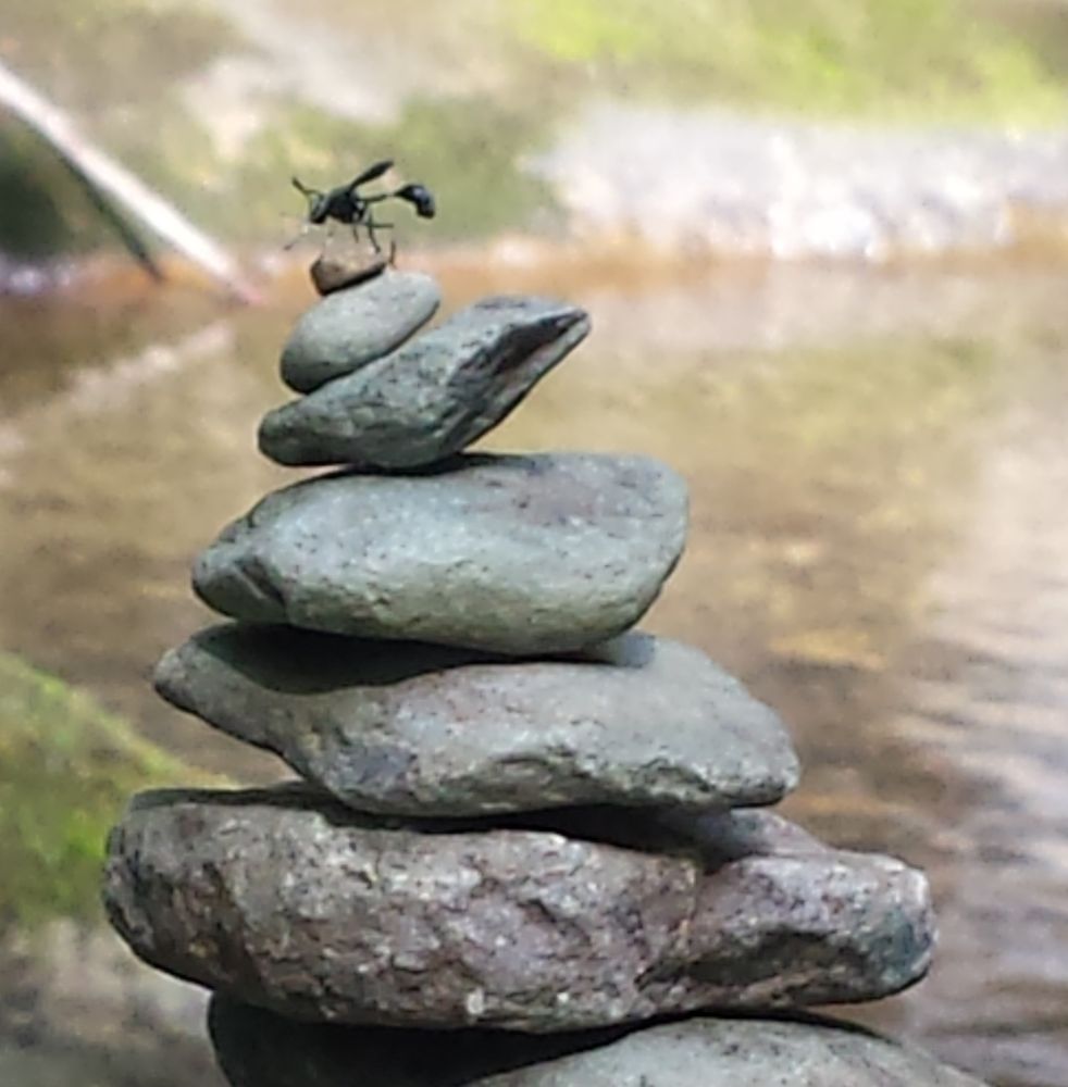 Wasp perched on a creekside rock cairn