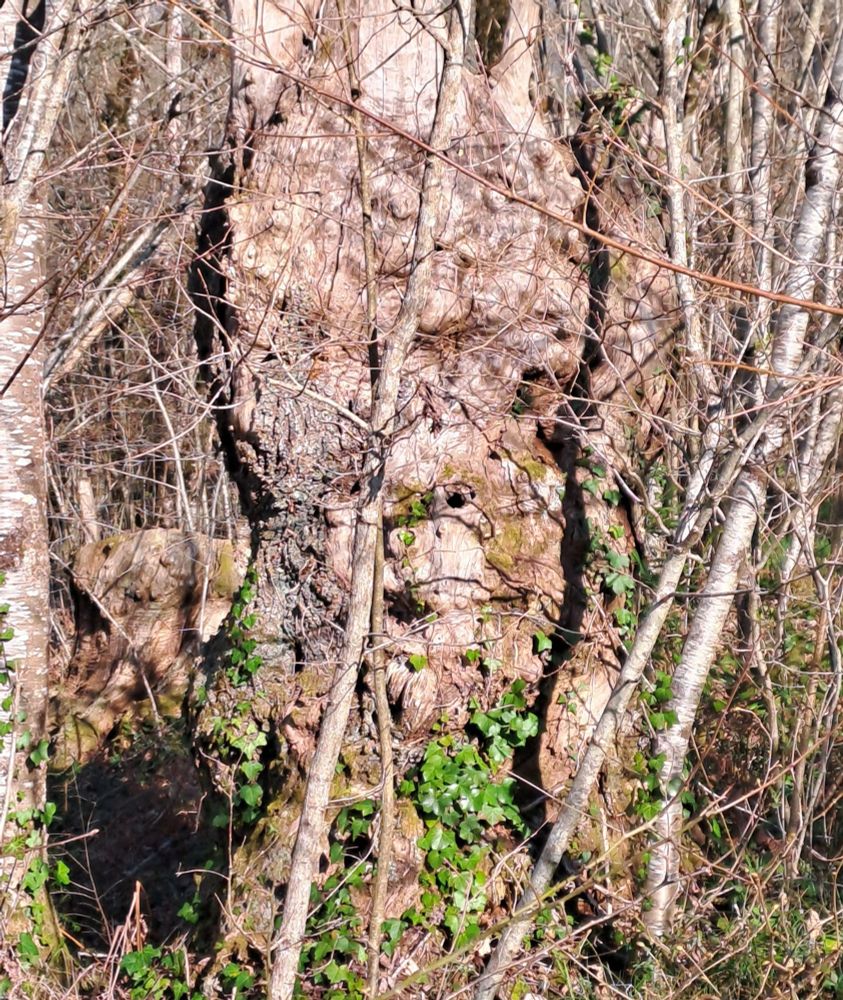 Old sweet chestnut trunk that seems to exhibit a facial expression not too dissimilar to the Dr Who character The Face of Boe.