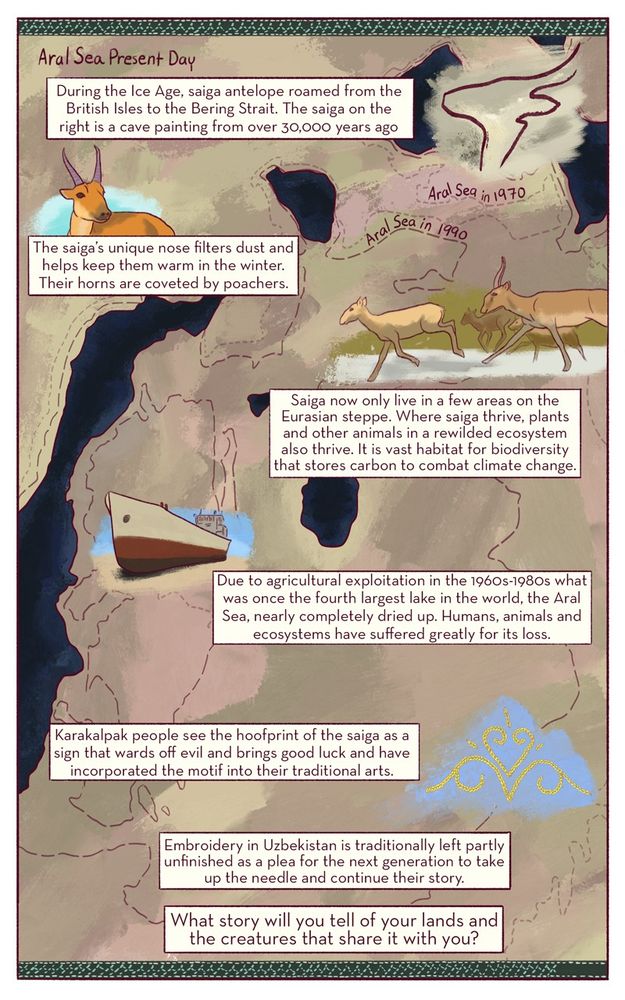 Saiga of the Steppes

PAGE 10
This page is a full page footnote with information on the history of the region and the saiga to give context to their plight, where we came from and how we got here. I am not sure if this is necessary but there was so much information to convey that I could not explore it all in a personal story.
The main background of this page will a map be the area of the saiga’s range in Kazakhstan and Uzbekistan bordered with an incomplete embroidery design. A time lapse area in the middle of the map will show the Aral Sea’s gradual disappearance. Illustrations will accompany the facts.

Text (accompanying cave painting saiga):
During the Ice Age, Saiga antelope roamed from the British Isles to the Bering Strait. Saiga are pictured here in some of Europe’s oldest stone paintings.
Text (accompanying close up of saiga):
The saiga’s unique nose filters dust and helps keep them warm in the winter. Their horns are coveted by poachers. 
Text (accompanying map):
Saiga now only live in a few areas on the Eurasian steppe. Where saiga thrive, plants and other animals in a rewilded ecosystem also thrive. It is vast habitat for biodiversity, and stores carbon to combat climate change too.
Text (accompanying the Aral Sea):
Due to agricultural exploitation, in the 1960s what was once the fourth-largest lake in the world nearly completely dried up. Humans, animals and ecosytems suffered greatly for its loss. 
Text (accompanying saiga footprints in the brush): 
Qaraqalpaq people see the hoofprint of the saiga as a sign that wards off evil and brings good luck and have incorporated the motif into their traditional arts.
Text (at the bottom of the page)
Embroidery in Uzbekistan is traditionally left partly unfinished as a plea for the next generation to take up the needle and continue their story. What story will you tell of your lands and the creatures that share it with you?
