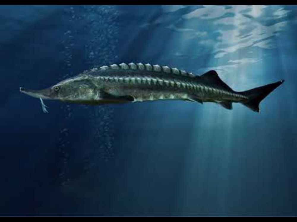 Ep. 74 - Like A Sturgeon