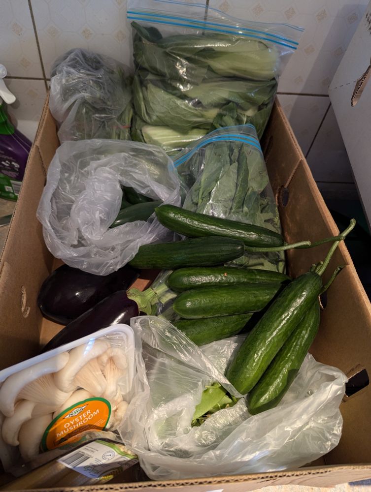 a large cardboard box with assorted vegetables in it, including a comically large amount of bok choy, seven cucumbers, mushrooms, eggplant, broccolini, and some other stuff that's not as visible