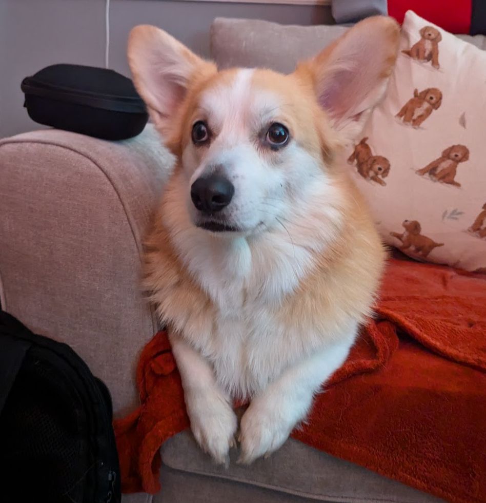 A very cute corgi sitting in a dignified manner on an armchair