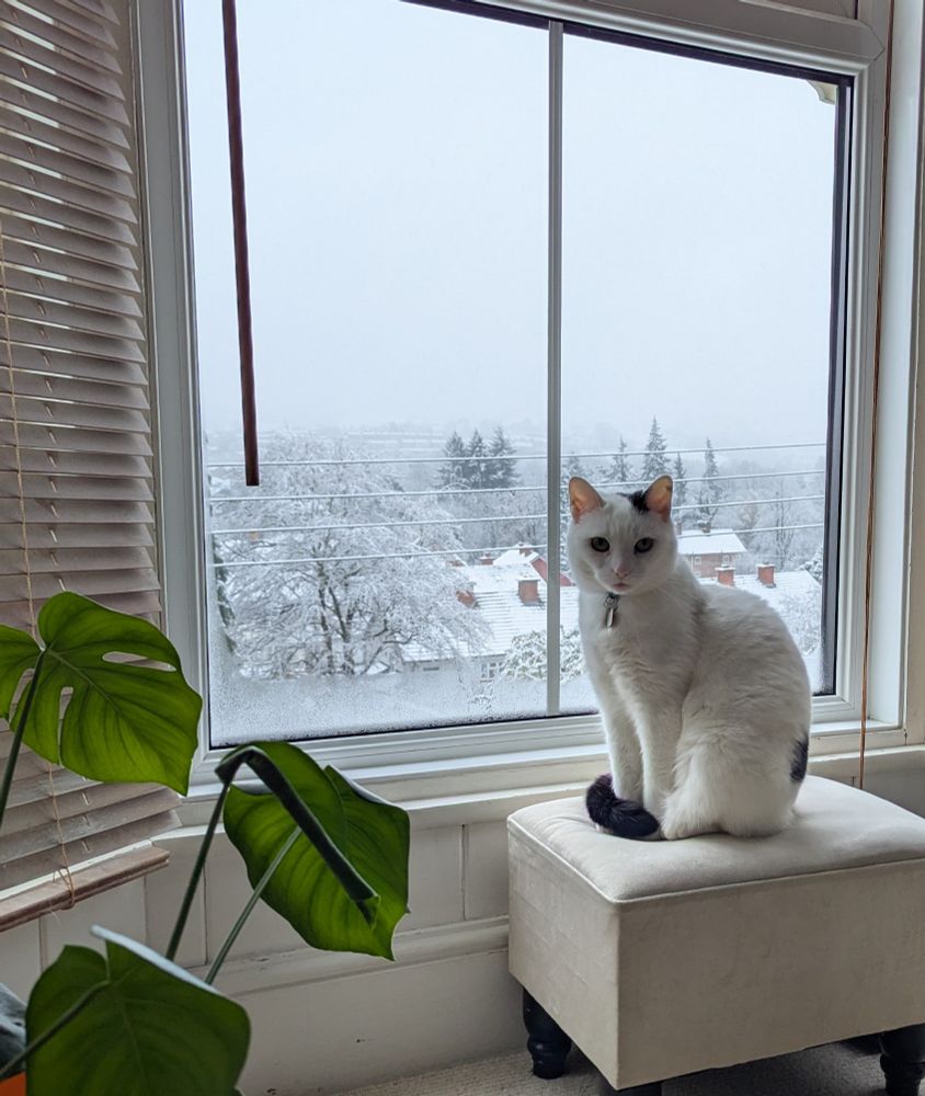 Small white cat sitting in the window next to a monstera plant. There is snow outside. 
