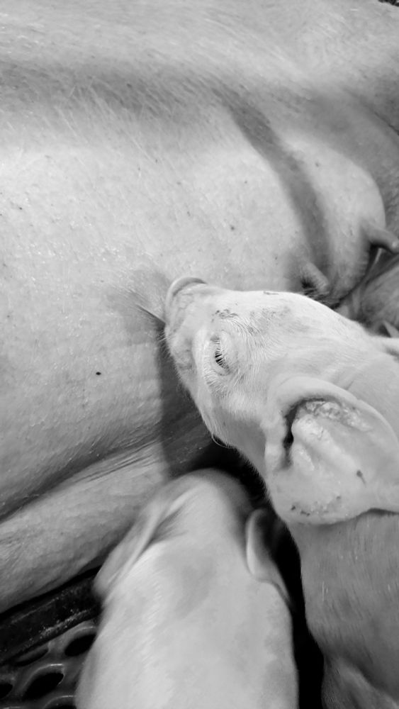Photo en noir et blanc d'un porcelet entrain de tété la truie 