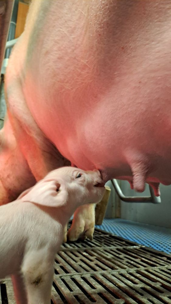 Je montre un porcelet entrain de tétées ça mère 