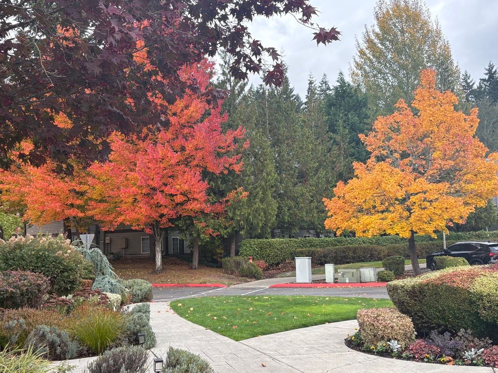 vibrant fall colored leaves 