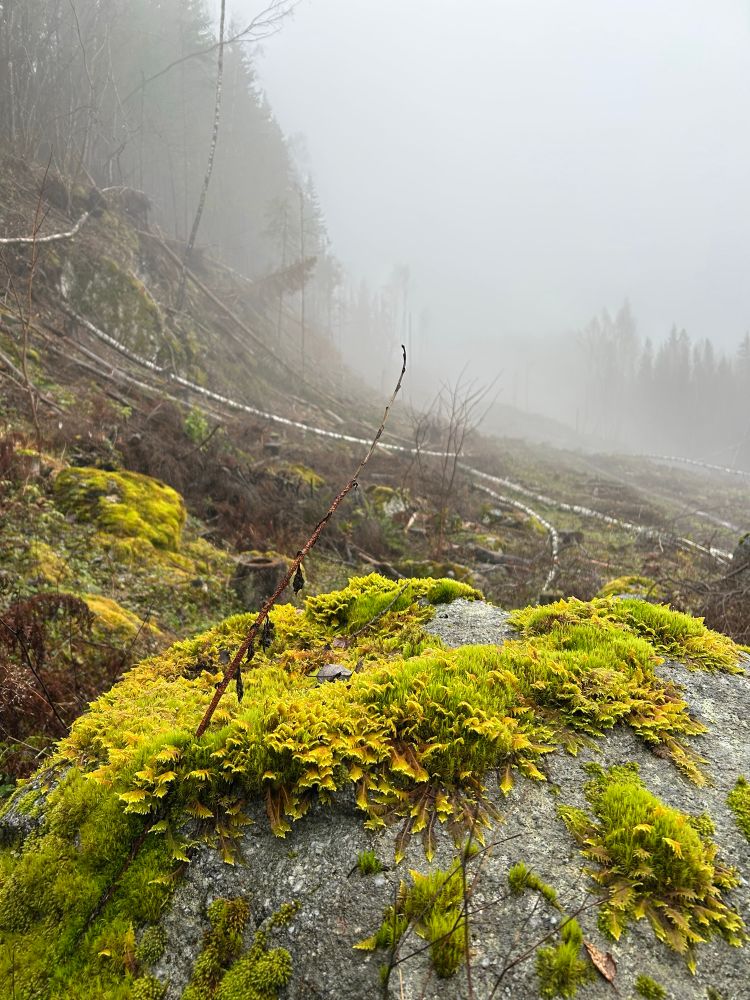 Grønnfarget mose på en stor stein skaper kontrast mot et skoddekledd skogslandskap