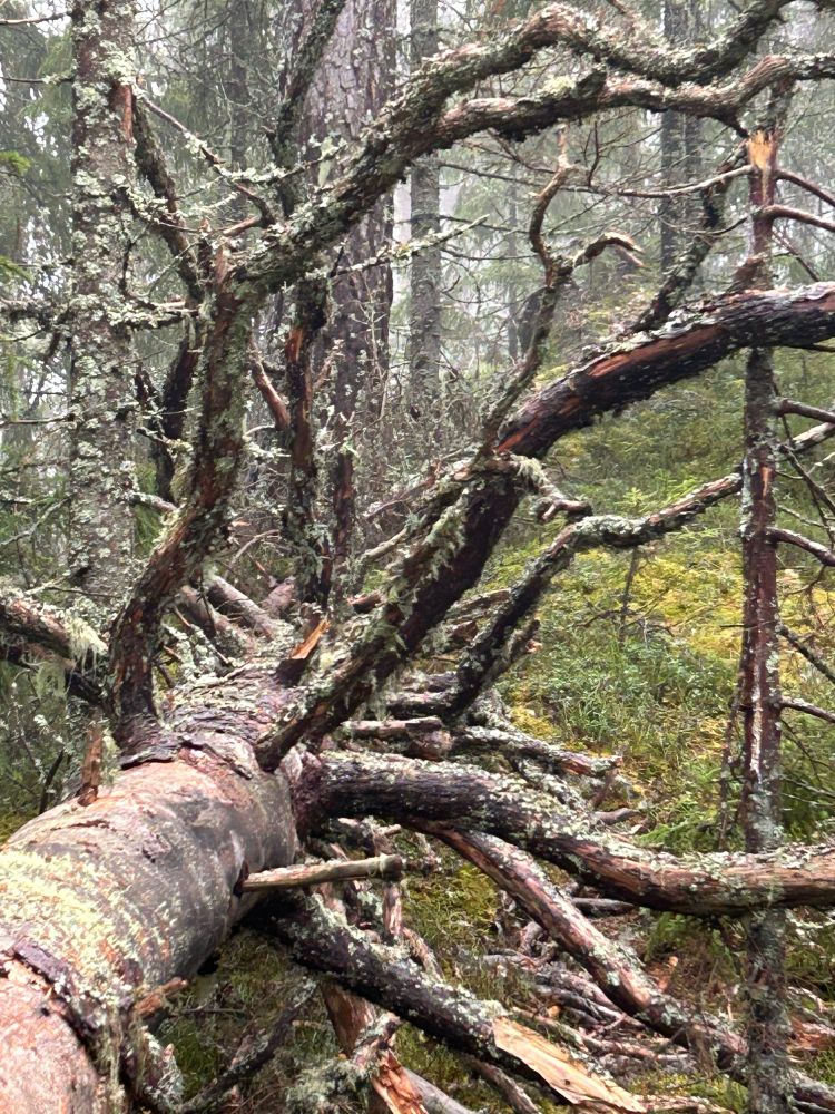 Ei gammel furu har veltet nå i sommer og greinene strekker seg ut og opp der treet ligger i grønn mose og lyng