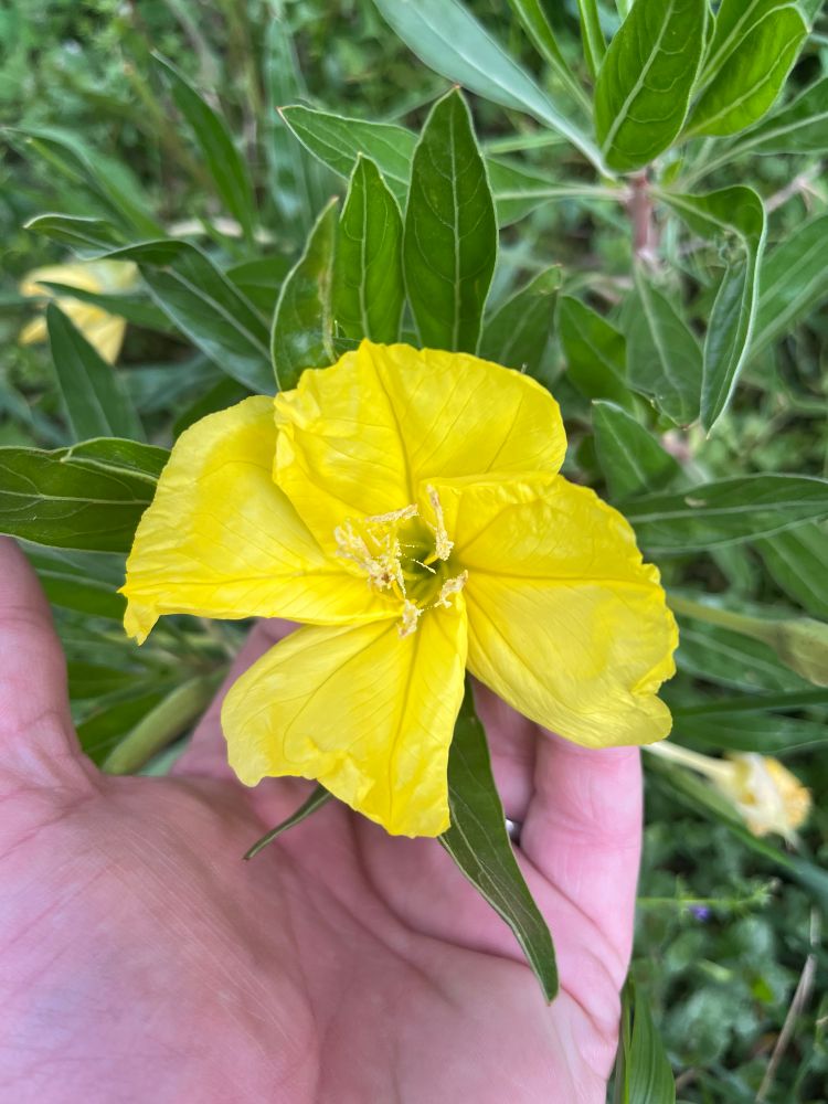 A close up of the yellow bloom of a Missouri primrose. It’s bright yellow and being held up by a hand.