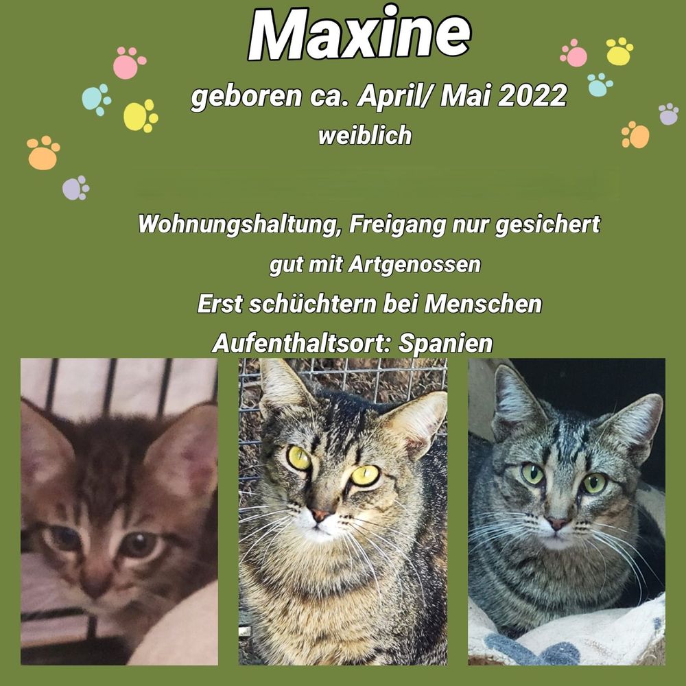 Maxine, die grautiger Dame wurde ca April/Mai 2022 geboren, sie ist sozial mit Artgenossen und schüchtern bei Menschen.
Wer möchte dieser hübschen Lady sein Herz schenken