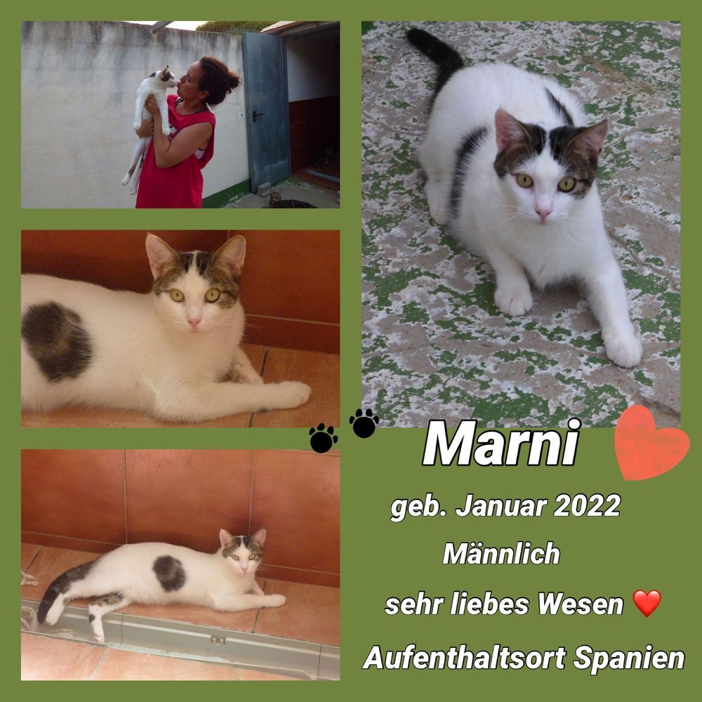 Marnie, Kater weiß mit grautiger Flecken und Mützchen
