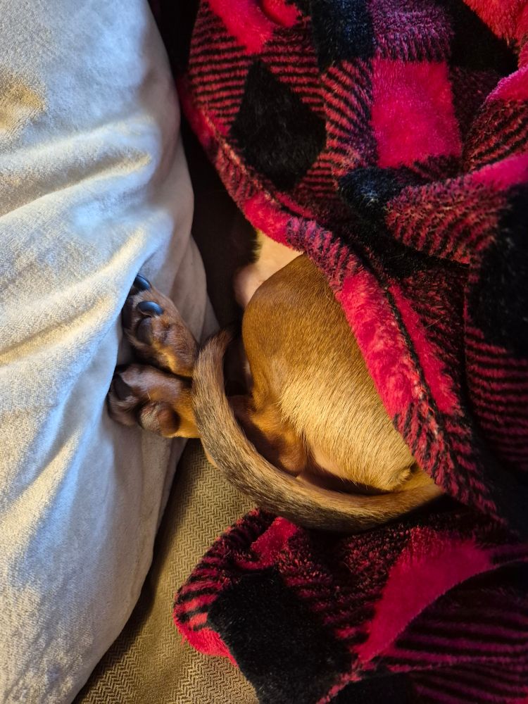 Hind legs and tail of a daschund peeking out from a blanket 