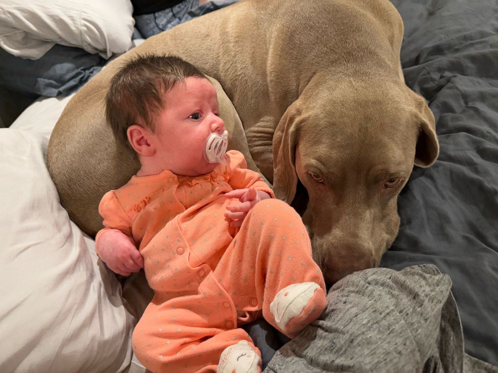 A month-old baby girl named Annabelle rests on the hind legs of a Weimaraner named Leon.