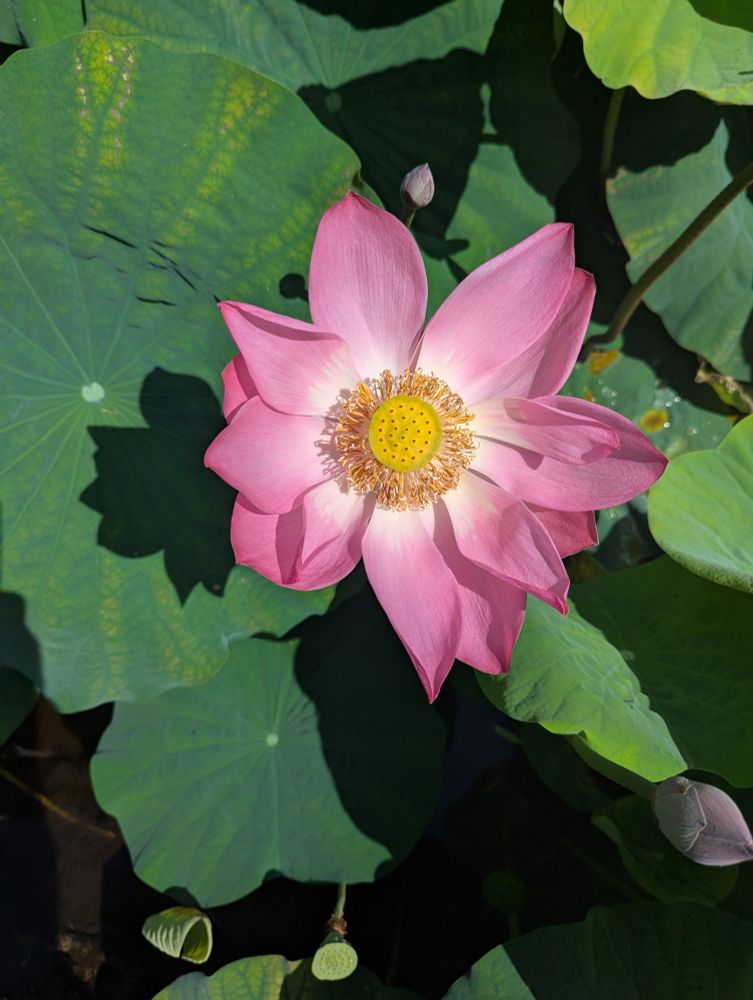 A lotus flower. The lotus leaves are a deep green enhancing the pink petals that fade to a white center. A large capillary receptacle is present in the center of the flower. 