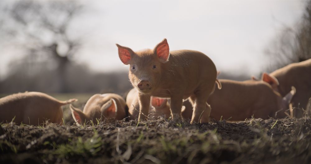 A Tamworth piglet looks up from the grounds of Knepp Castle Estate in the documentary film Wilding.