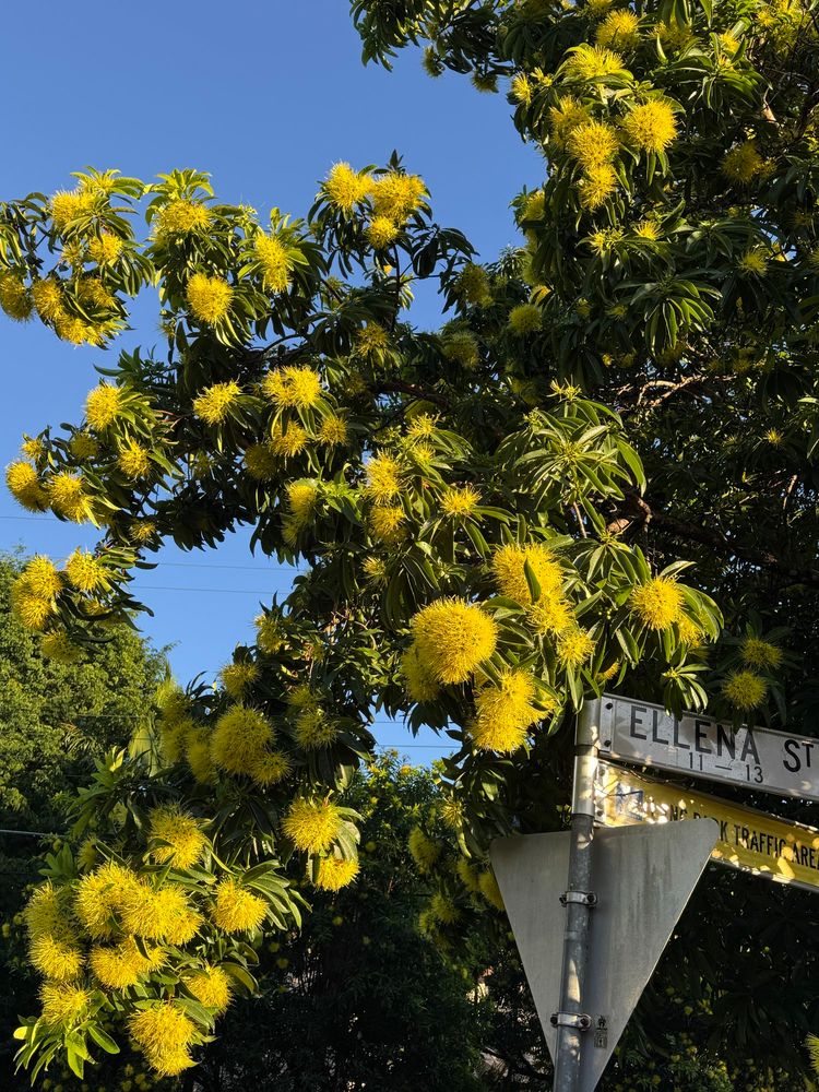 Golden penda tree in bloom