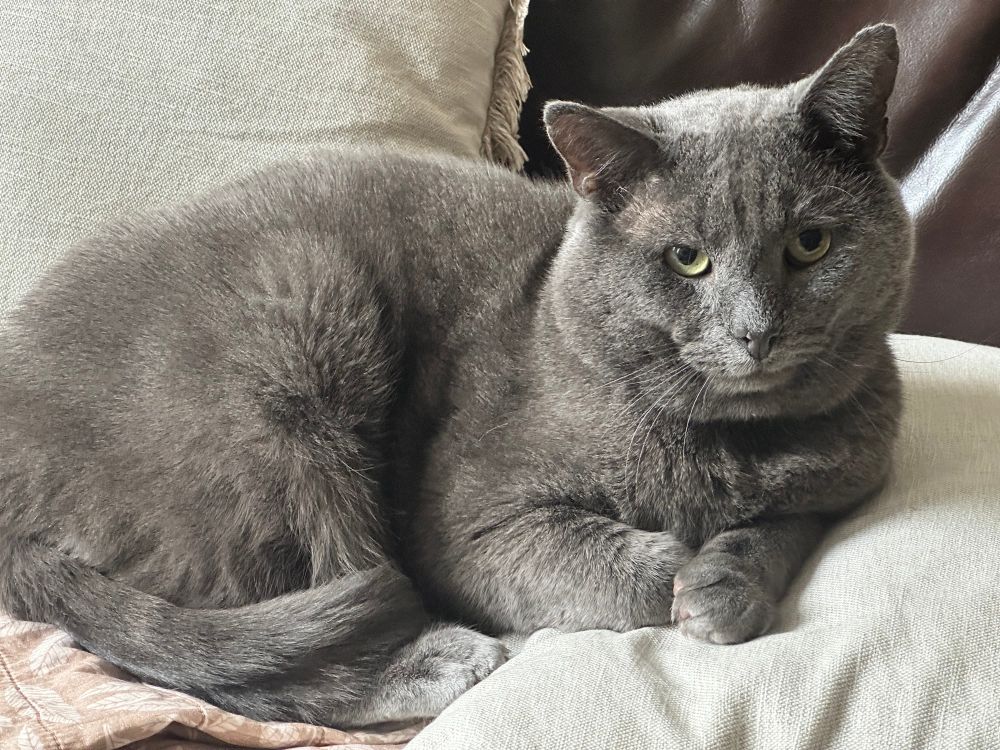 A saintly-looking grey cat curled on cream-coloured pillows against a dark leather couch. He looks at the camera with open, honest yellow-green eyes. This man would never steal Cheerios from your bowl. Well, maybe three. 
