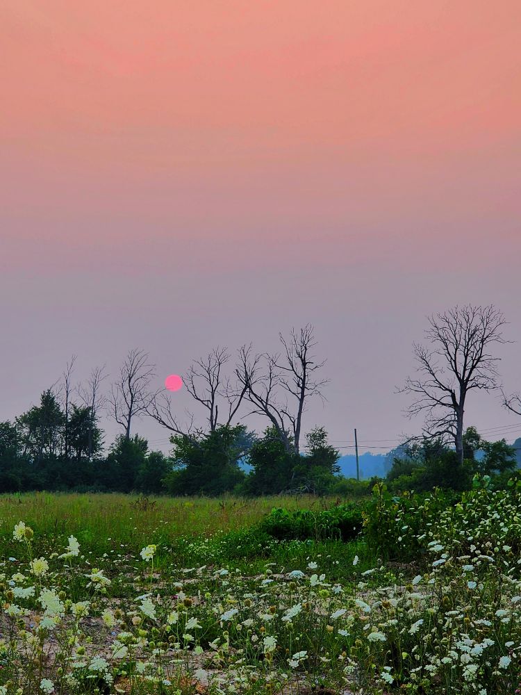 A wildfire-smoke coloured sky, featuring a setting sun, is seen behind a row of trees along Michener Road in Crystal Beach Ontario 