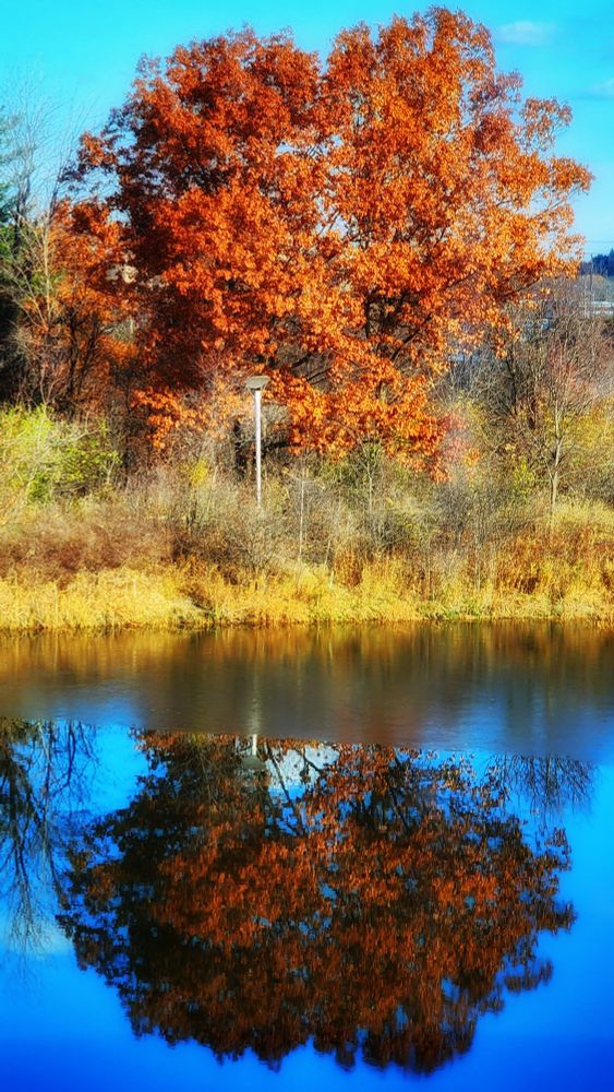 A brilliant red-leaved tree is reflected in a pond in Mississauga Ontario 