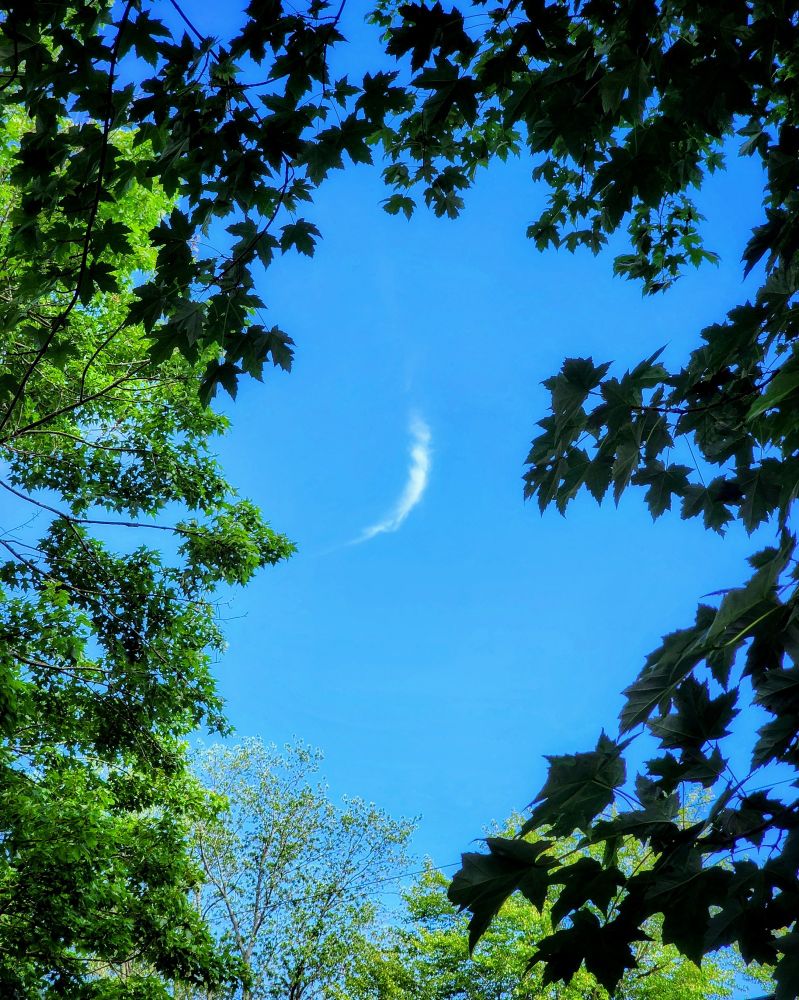 A crescent shaped cloud appears between branches on a various maple trees against an otherwise blue sky