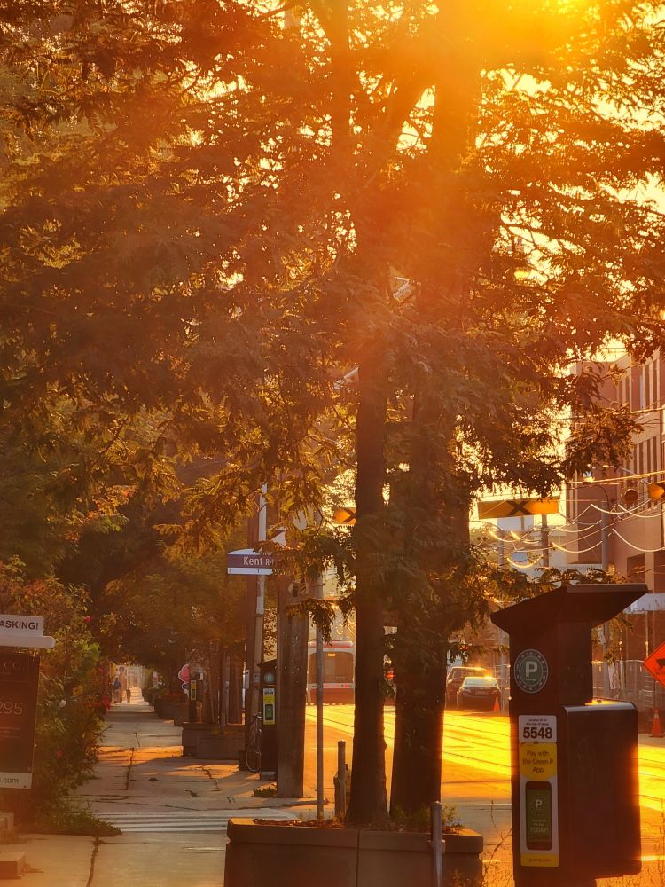 The sun shines above Queen Street East in Toronto Ontario with a streetcar in the background and a sidewalk covered by trees on the left. 