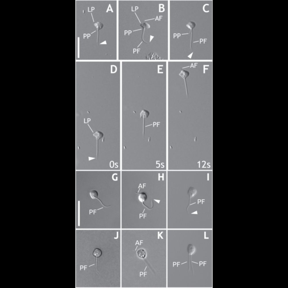 One high quality genome and two transcriptome datasets for new species of Mantamonas, a deep-branchi...