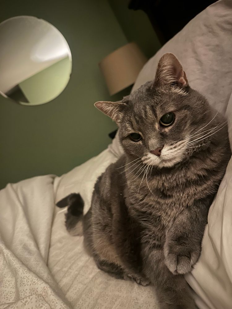 If Maggie Smith’s Dowager Duchess was a grey tabby with a white muzzle and also 84 years old and fond of toast and humans knowing their place. 