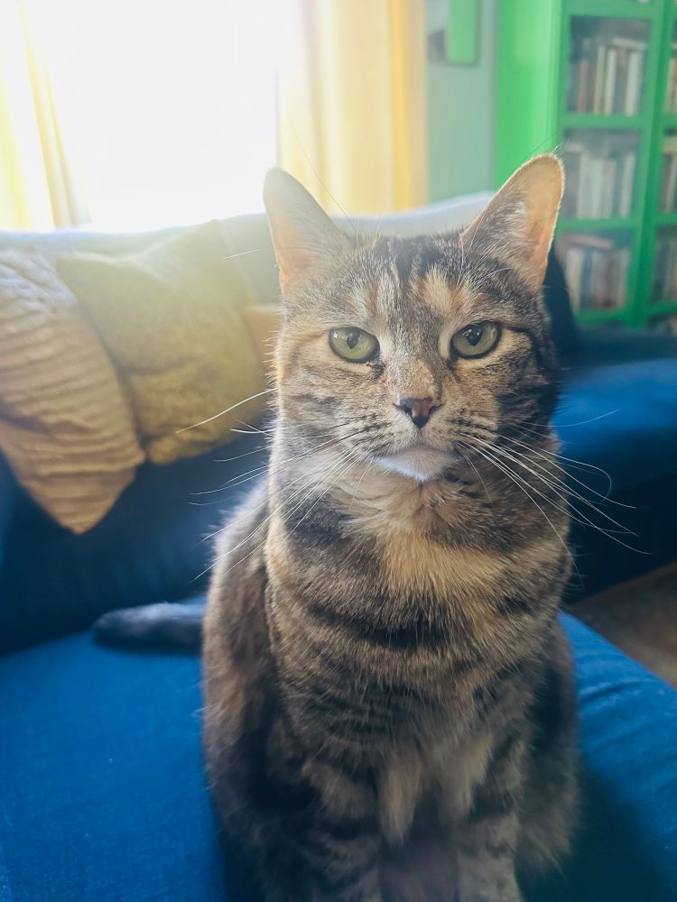 Torbie cat with green eyes sits with perfect posture on a blue sofa with golden yellow cushions as the October sun glows through a window behind her…