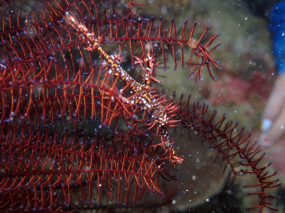 array of crinoid legs, the feet are red with tiny blue tips