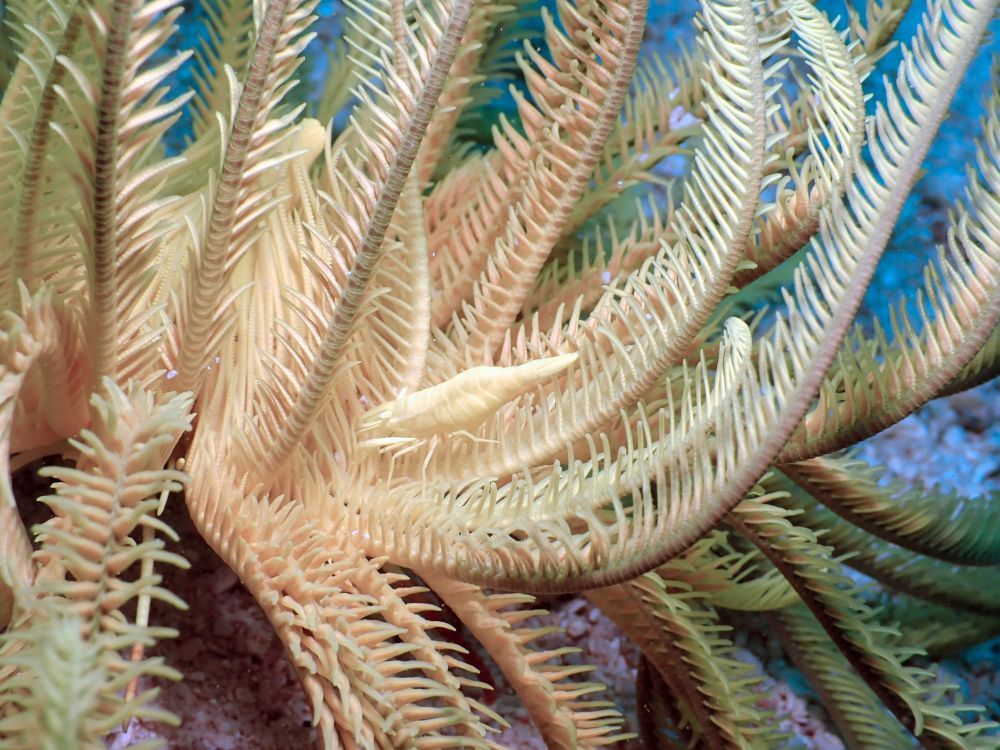 array of crinoid legs, the entire thing is a pale yellow. In the middle of the shot there is a shirmp that has the exact same color of yellow.