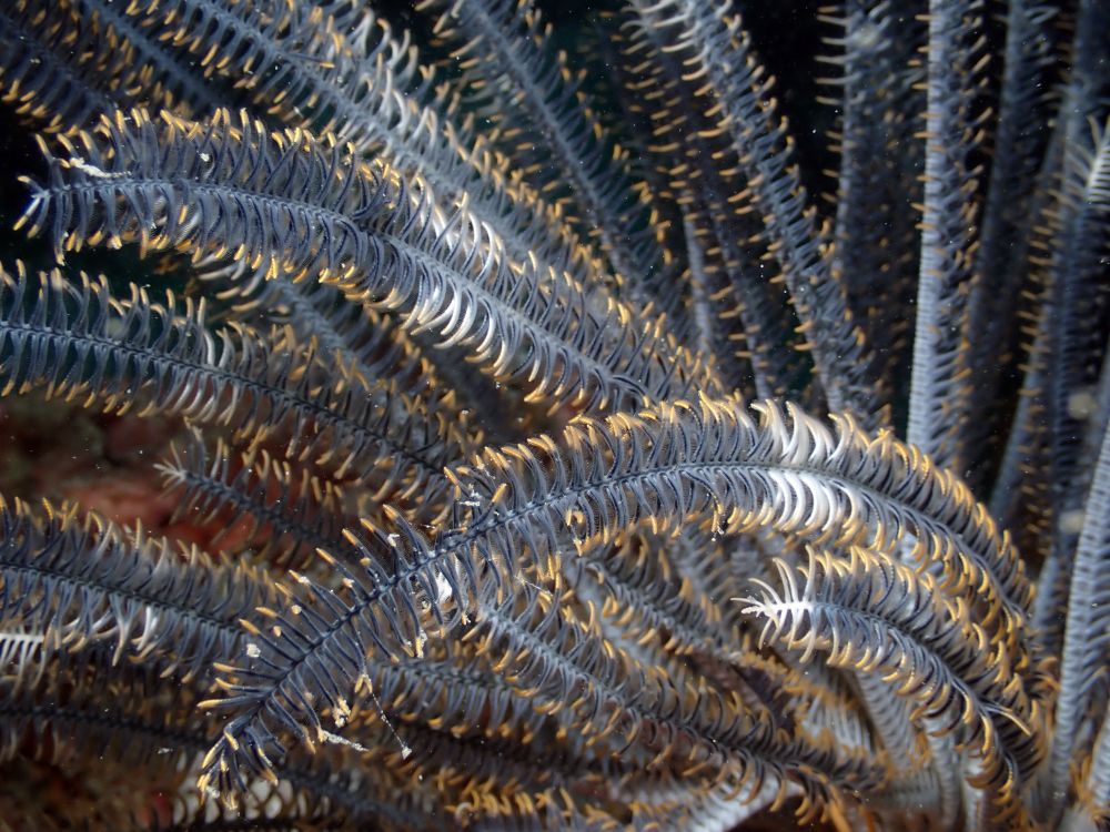 array of crinoid legs, the feet are black with yellow tips