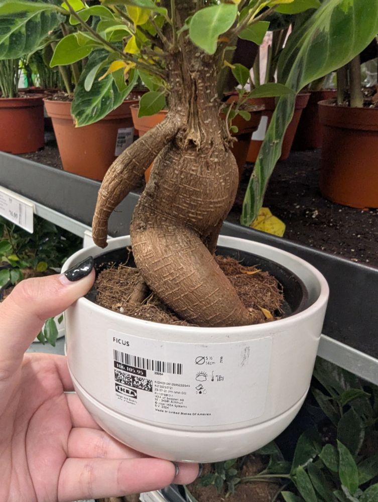 A voluptuous looking plant that appears to be walking through the dirt of its pot, being held by a hand