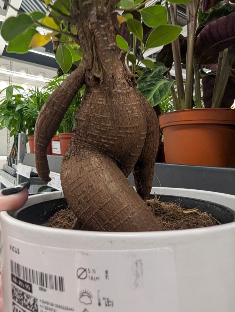 A voluptuous looking plant that appears to be walking through the dirt of its pot