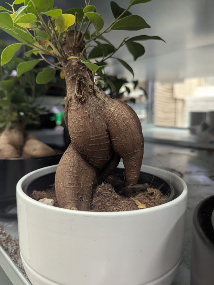 A voluptuous looking plant that appears to be walking through the dirt of its pot, right at you, or maybe that's her ass