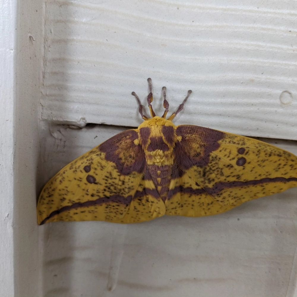 Eacles imperialis on siding, reminiscent of a banana with yellows and browns