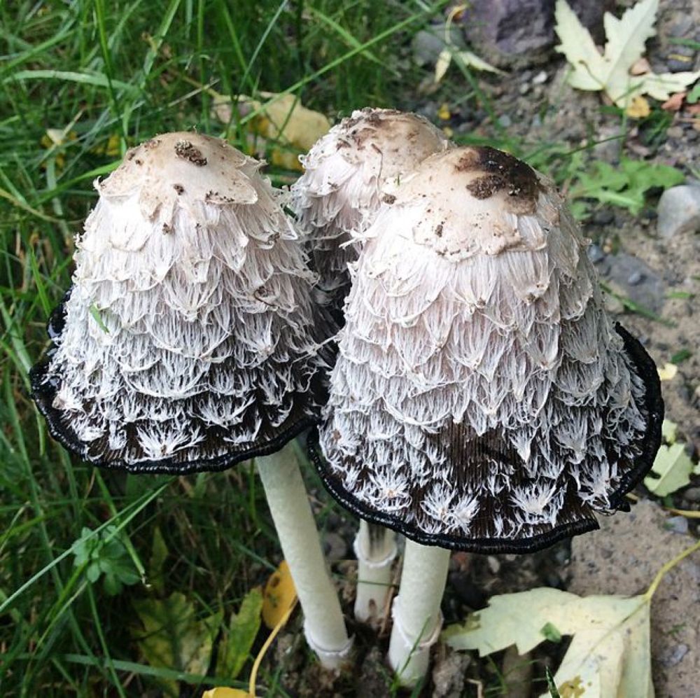 Coprinus comatus - Wikipedia