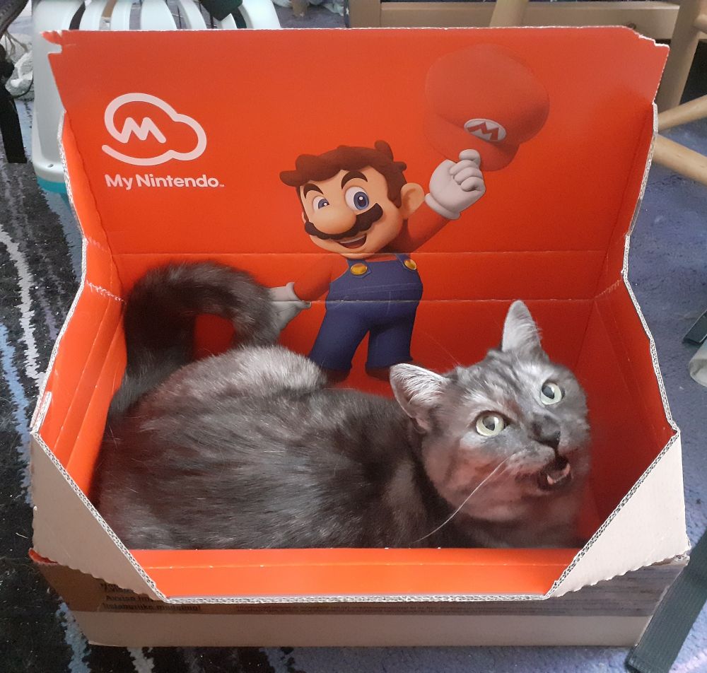 An opened box from the Nintendo store with Mario printed on it. In the box is exactly what you would expect, given that it is a box: a grey tabby cat, meowing at the viewer.