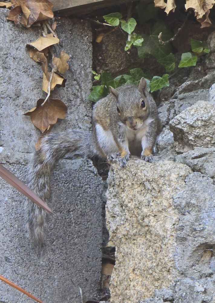 A grey squirrel on a stone wall looks towards the camera with a slightly tilted head.  Butter wouldn't melt in its mouth (though bird feeders do!)