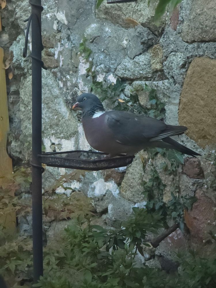 A picture of a wood pigeon in soft focus... just chilling 