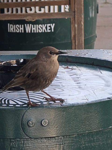 Juvenile Starling standing on a barrel