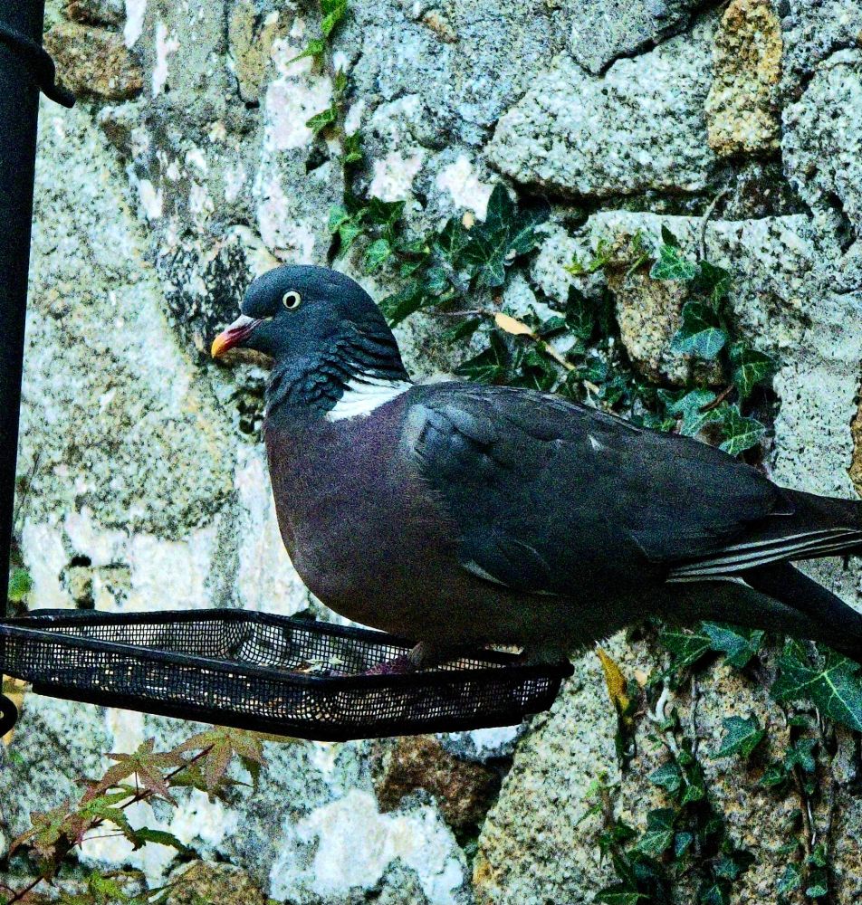 Same pigeon.  Contrast all the way up. Framing is now a lot tighter. 