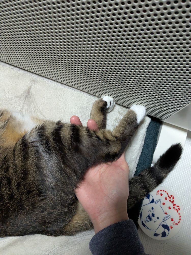 うちのねこ
おネルレッグ　小ぶり