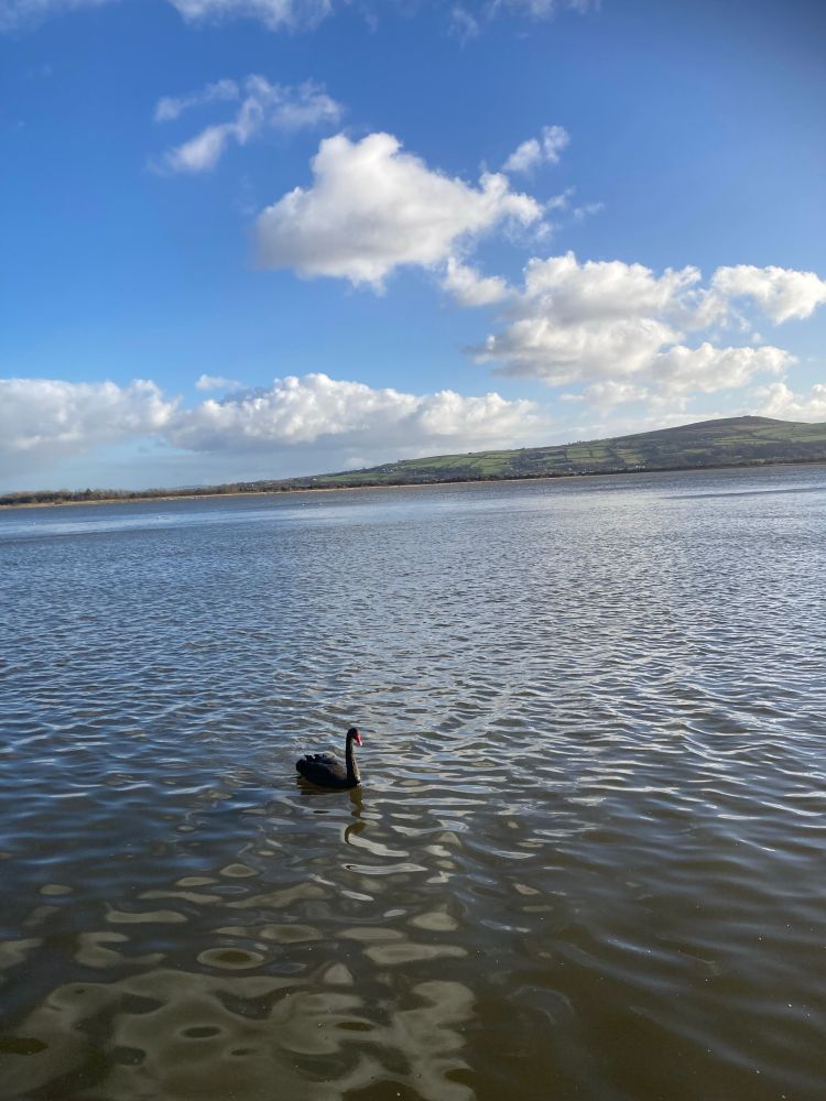 Black swan drifting on a lake with background of Inch Island and winter blue skies