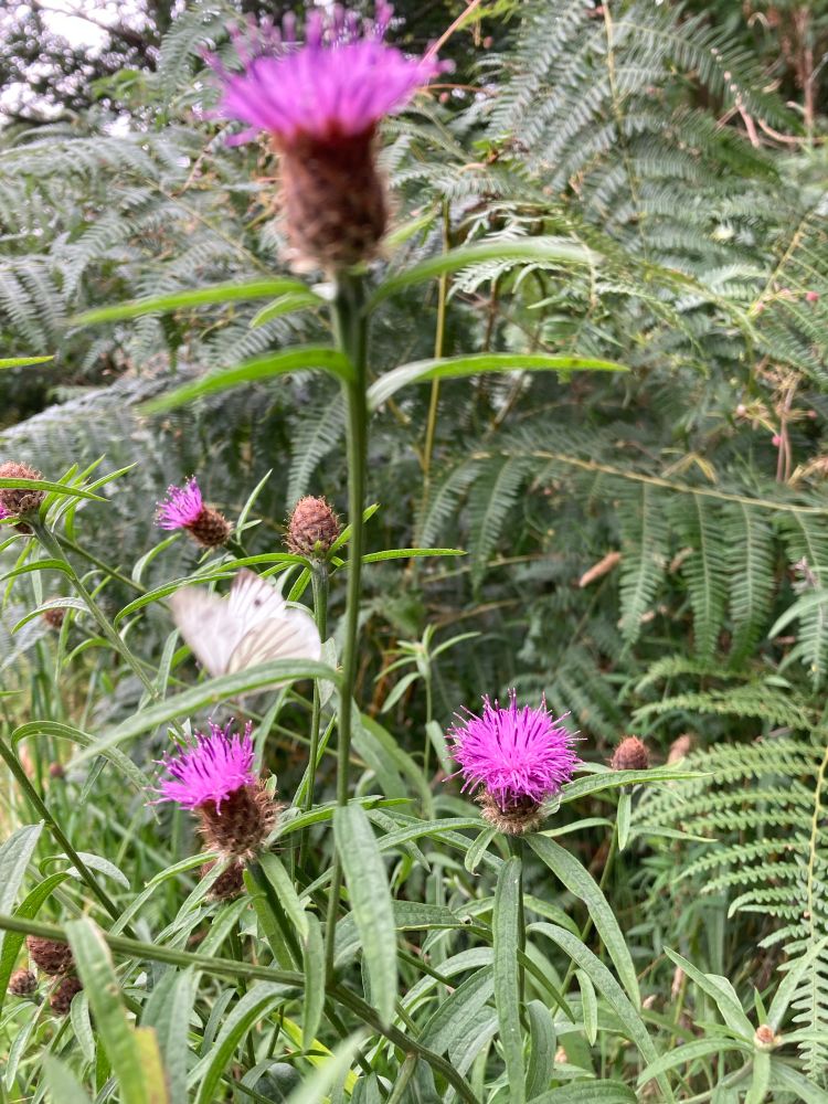 Image of a butterfly perched on a purple thistle